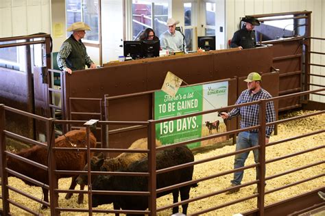 Cattle auction near me - Auction Day Phone number: 970-852-6200 Call this number to bid. If you're needing a place to stay while you are here, contact Super 8 Fruita 970-858-0808 or Comfort Inn Fruita 970-858-1333 and mention Loma Livestock for a Special rate. Please note changes to the schedule: March 18th will be a Sheep and Goat Special followed by our regular ...